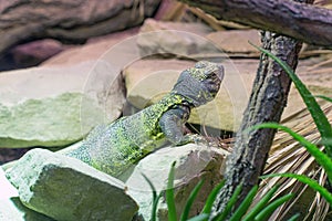 Lizard