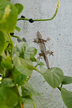 A Lizard or Cicak on the Wall photo