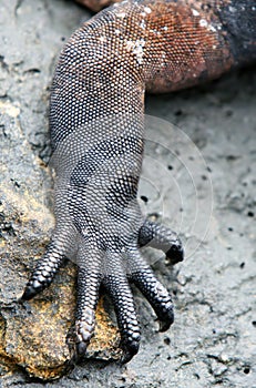 Lizard Claws