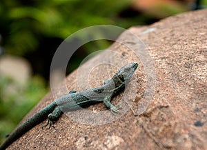 Lizard on clay jug against green leaves