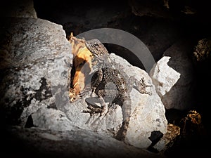 Lizard in the cleft of stones