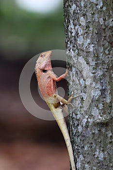 Lizard climb on tree