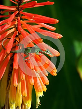 Lizard climbing Red Flowers