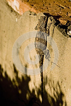 Lizard climbing wall