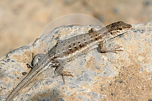 Lizard