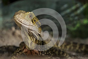 Lizard closeup