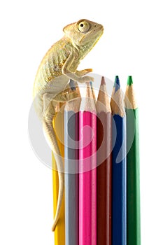 lizard and color pencils.