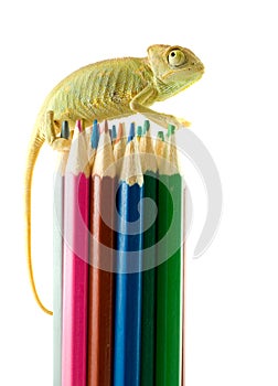 Lizard and color pencils.