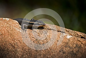 Lizard (common skink) Baking in the Sun