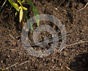 Lizard (common skink) Baking in the Sun