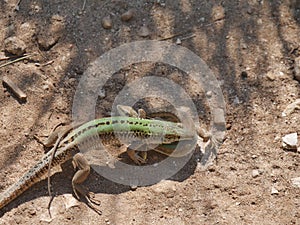 Lizard copulation during mating