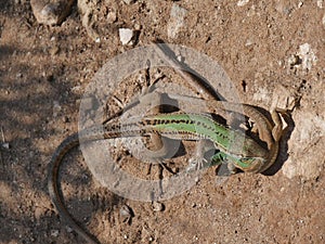 Lizard copulation during mating