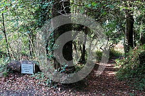 Frenchmans Creek Woodlands near Helford, The Lizard, Cornwall, England, UK photo