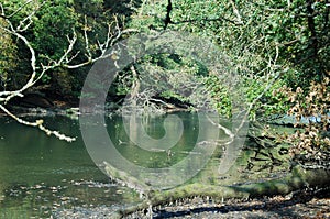 Frenchmans Creek near Helford, The Lizard, Cornwall, England, UK photo