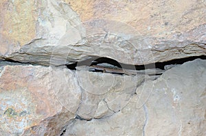 Lizard at the crack of rock