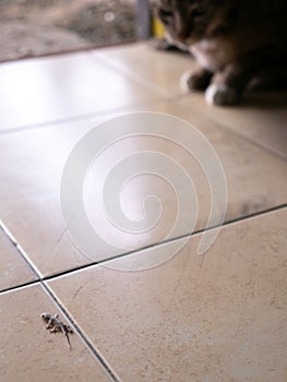 Lizard Crawling with The Cat Sitting on The Tile Floor