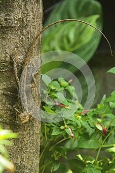 a lizard crawling on a tree trunk