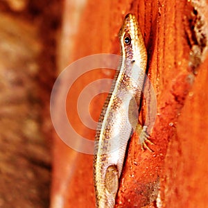 Lizard crawling up the wall