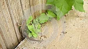 lizard crawls on concrete. general plan. color