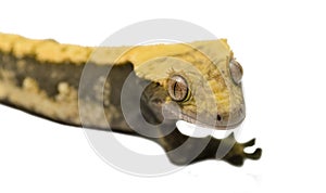 Lizard crested gecko isolated on white background