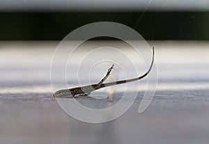 Lizard cub trapped in spider web. concept of distraction or unexpected event in business