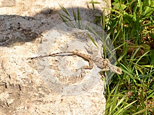Lizard in Cyprus