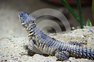 Lizard