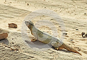 Lizard in the Desert