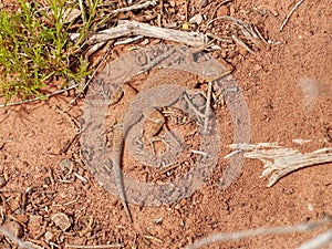 Lizard in the desert