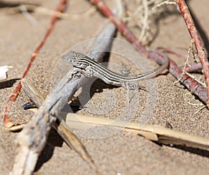 Lizard in desert of Central Asia, Kazakhstan