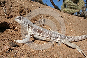 Lizard, Desert Iguana, Dipsosaurus dorsalis dorsalis