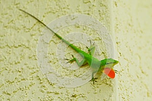 Lizard with dewlap photo