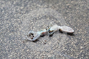 The lizard died on the floor and was eaten by a group of ants. Common house gecko (H. platyurus). photo
