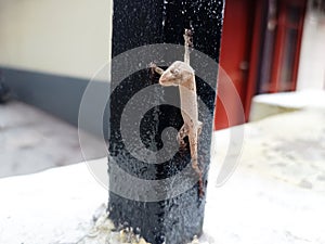 lizard dies on an iron rod.