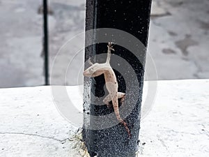 lizard dies on an iron rod.