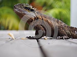 Lizard or Dragon on Pathway with Food