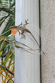 Lizard on drain pipe with throat sticking out