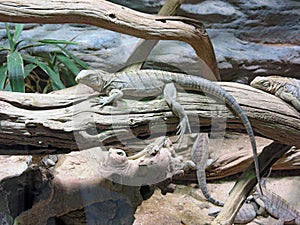 Lizard on dry branch