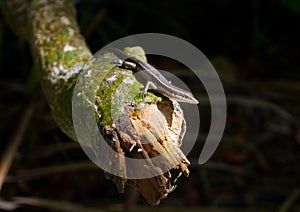 Lizard on a dry tree trunk covered with moss