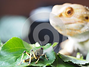 Lizard eating - bearded dragon and locusta