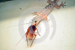 Lizard eating Cockroach