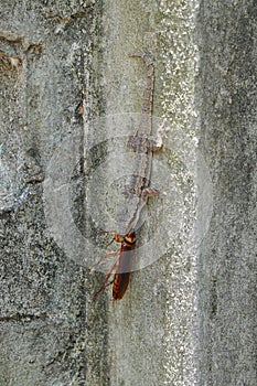 Lizard eating a cockroach on the wall