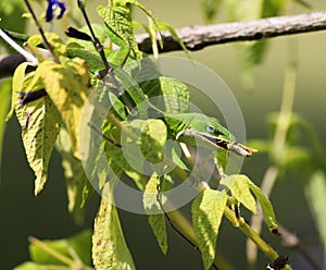 Lizard Eating Prey