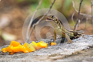 Lizard eats mango on a black rock