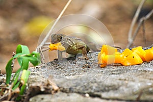Lizard eats mango on a black rock