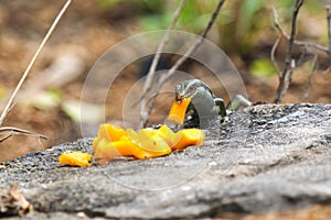 Lizard eats mango