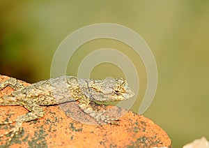 Lizard photo