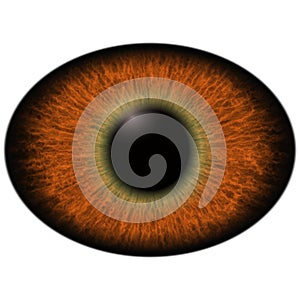Lizard eye. Isolated brown elliptic eye. Big eye with striped iris