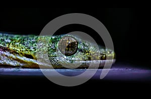 The Lizard Eye,Macro