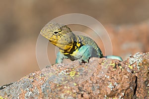 Lizard eying prey